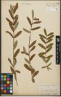 Foto von Salix purpurea subsp. amplexicaulis (Bory) C. K. Schneid.